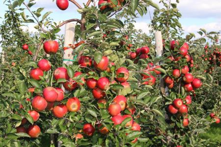 苹果, 收获, 水果, 秋天, 水果, 红色, 健康