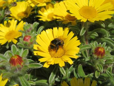 花, 蜜蜂, 黛西, 黄色, 夏季, 花粉, 花蜜