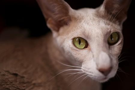 猫, 眼睛, 绿色, 绿色的眼睛, 东方短, 视图, 时刻