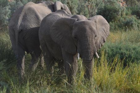纳米比亚, 大象, 非洲