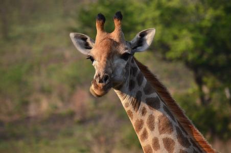 长颈鹿, 非洲, 萨凡纳, 南非, 野生动物, 野生动物, 自然