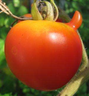 番茄, 粮食作物, 红色, 滑稽的过度生长