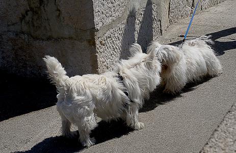 狗, 小狗, 马耳他语, 白狗, 白马耳他, 品种, 允许狗