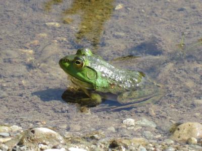 绿色, 青蛙, 池塘, 野生动物, 两栖类动物