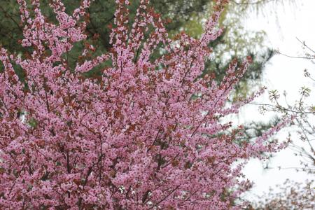 樱花, 桃花开, 郊游, 伍兹, 自然, 粉红色的颜色, 花