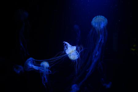 水母, 水生, 动物, 海洋, 水下, 黑暗, 蓝色
