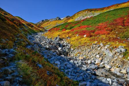 秋天的叶子, 高山区域, 光泽的形式, 10 月, 北部的阿尔卑斯山, 日本
