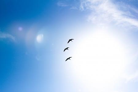 动物, 鸟, 鸟类, 蓝蓝的天空, 晴朗天空, 和平, 飞行