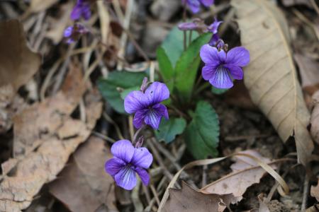 花, 紫罗兰色, 春天
