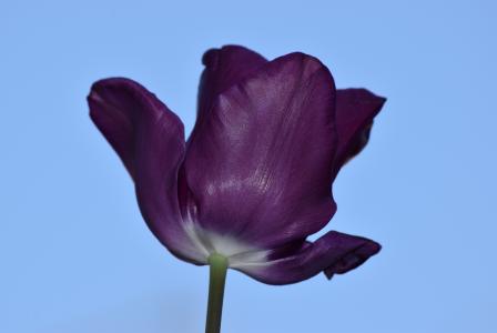 郁金香, 紫罗兰色, 自然, 花, 美, 春天, 花瓣