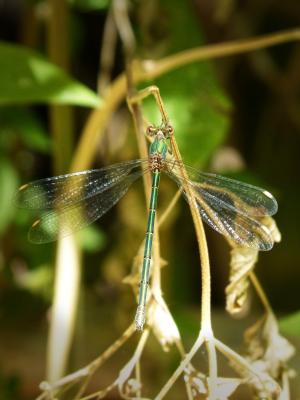 绿蜻蜓, 有翅膀的昆虫, 彩虹, 美