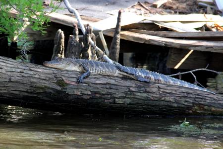 短吻鳄, 沼泽, 河口, 动物, 鳄鱼, 路易斯安那州, 野生动物