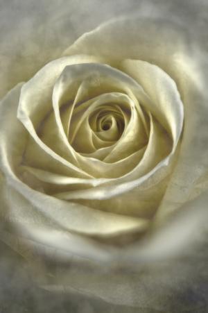 上升, 白色, 花, 爱, 白玫瑰, 花香, 浪漫