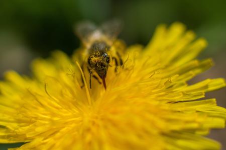 蜜蜂, 蒲公英, 花, 花粉, 蜂蜜蜂, 关闭, 开花