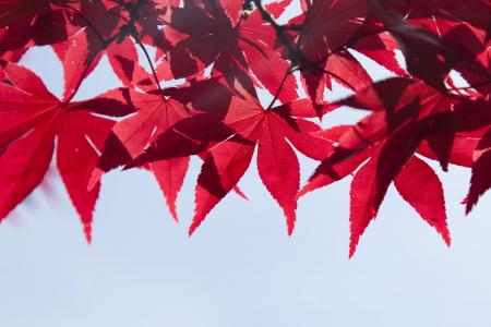 叶子, 树, 夏季, 秋天, 分公司, 红色, 植物