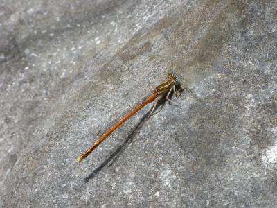 platycnemis acutipennis, 橙蜻蜓, 岩石, 详细, 美, 动物, 昆虫