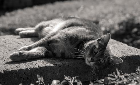 猫, 动物, 宠物, vlack 和黑, 户外, 躺在阳光下, 家猫