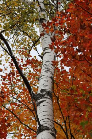 桦木, 桦木树, 秋天的颜色, 树干, 白树皮, 叶, 颜色