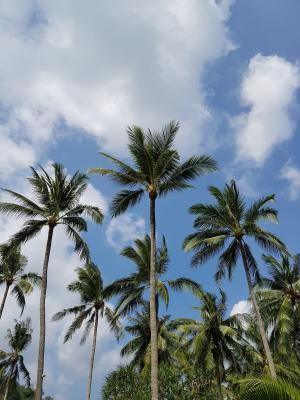 天空, 云彩, 棕榈树, 蓝色, 热带气候, 自然, 夏季
