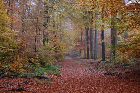 秋天, 森林, 秋天的颜色, 自然, 树, 叶, 赛季
