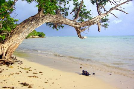 沙子, 海滩, 瓜德罗普岛, 树, 海洋