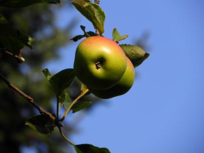 苹果, 水果, 树上苹果, 维生素, 弗里施, 食品, 吃
