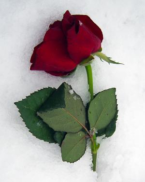 银莲花鸡肝散, 玫瑰, 红色, 雪, 冰, 冬天, 情人节