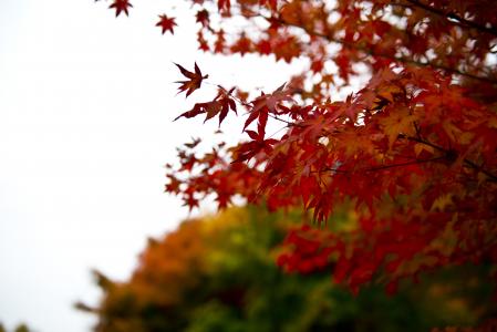 秋天的落叶, 秋天, 景观, 叶, 自然, 树, 红色