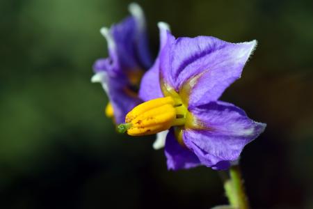 马铃薯花, 马铃薯花, 中提琴, 紫色, 花, 开花, 绽放