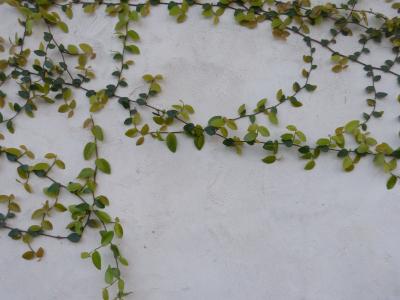 葡萄藤, 墙上的藤蔓, 自然背景, 混凝土, 绿色藤蔓, 建筑墙