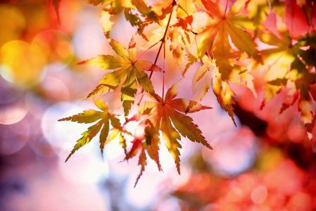枫树, 枫叶, 出现, 秋天的落叶, 秋天, 多彩, 秋天的颜色
