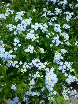 野花, 自然, 美丽, 夏季, 花香, 植物区系, 蓝色