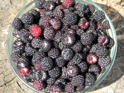 覆盆子, 黑莓, 成熟的覆盆子, 浆果, 黑浆果, 收获, 覆盆子的浆果