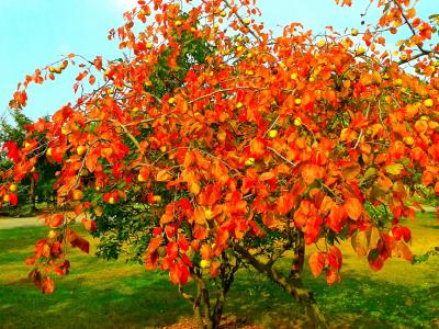 秋天, 自然, 公园, 橙色, 树, 花园, 的减少