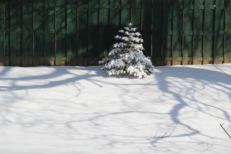 圣诞节, 树, 雪, 栅栏, 冬天