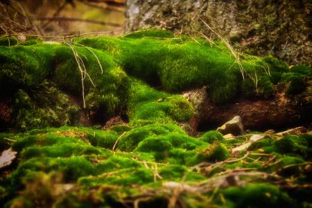 青苔, 森林, 绿色, 自然, moss fliegenpilz, bemoost, 地衣