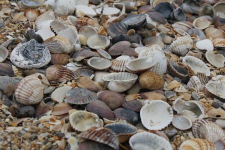 贻贝, 海滩, 贻贝的贝壳, 海