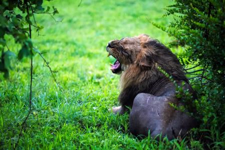 狮子, 男性, 咆哮, 轰鸣声, 野生动物, 动物, 捕食者