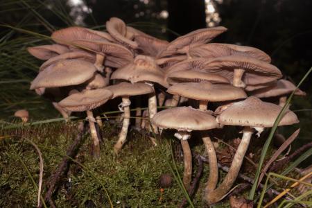 蘑菇, 帽子, 秋天, 森林, 自然, 青苔, 森林的地面