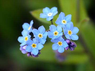 花, 别忘了我, 开花, 绽放, 蓝色, 尖尖的花, 野生花卉