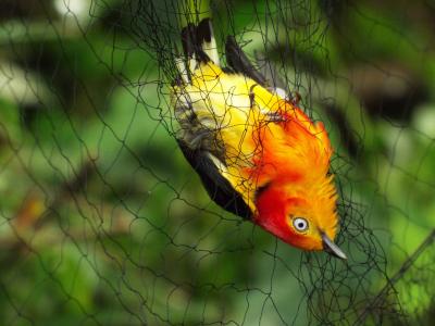 鸟类, 巴西, uirapuru, 雾网, 动物, 动物, 热带鸟