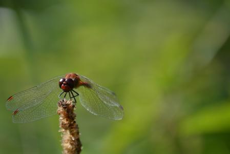 蜻蜓, 绿色, 昆虫, 自然, 翼, 动物, 动物的翼