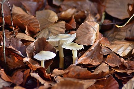 秋天的落叶, 蘑菇, 有毒, 10 月, 落叶林, 自然, 森林