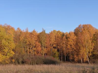 森林, 叶子, 秋天, 树, 自然, 秋天的颜色, 秋天的树林
