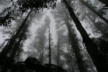 灰度, 照片, 森林, 树木, 自然, 树, 造林