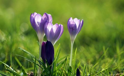 番红花, 紫色, 春天, 春天的花朵, 早就崭露头角, 紫罗兰色, 春天的番红花