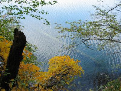 秋天的颜色, 水, 湖, 水中的一棵树