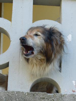 狗, 叫, 保持警惕, 阳台栏杆