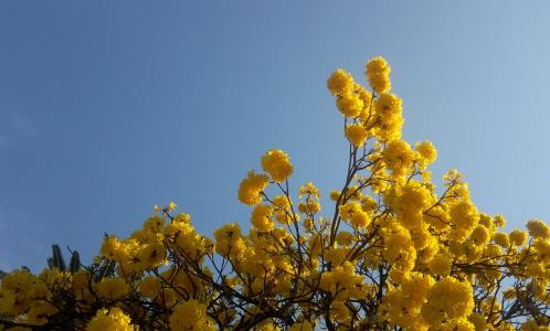树, lapacho 黄色, 花, 明天