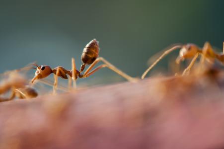 蚂蚁, 特写, 昆虫, 小, 小小